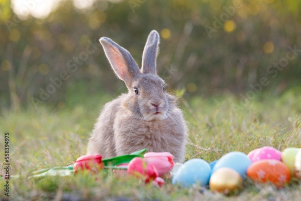 Fototapeta Cute little white rabbit on colorful flowers. On the green grass and nature background, a green garden on a sunny day. Easter animal symbols