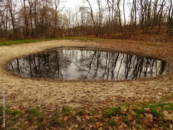 Obraz tree reflection in the water
