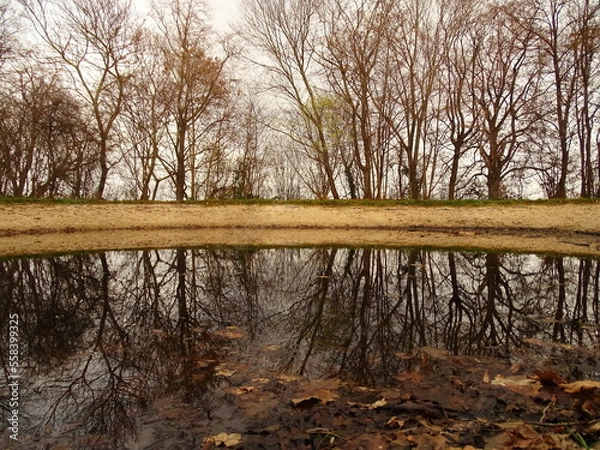 Obraz tree reflection in the water