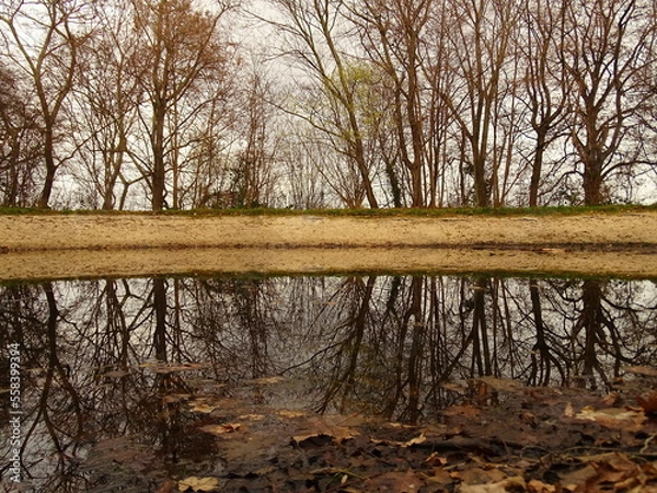 Obraz tree reflection in the water