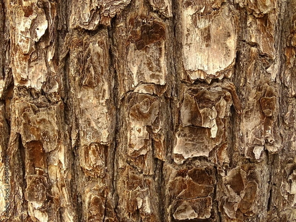 Obraz tree texture