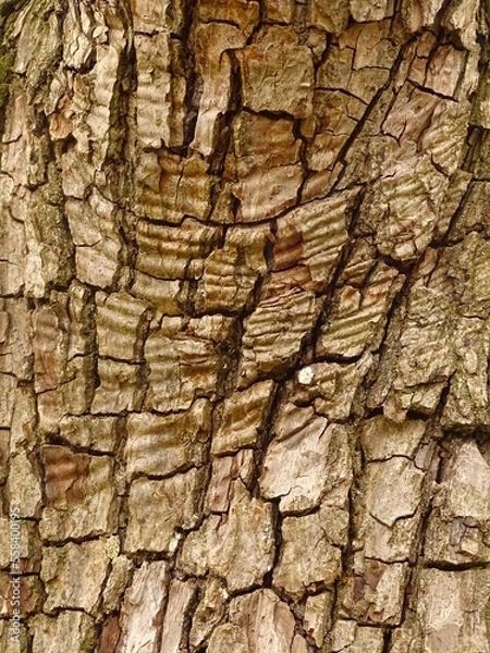 Obraz tree texture