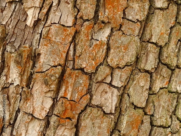Obraz tree texture
