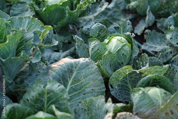 Fototapeta Young cabbage grows on a plot of land on a farm in a vegetable garden. Growing cabbage at home. Environmentally friendly product for a healthy diet