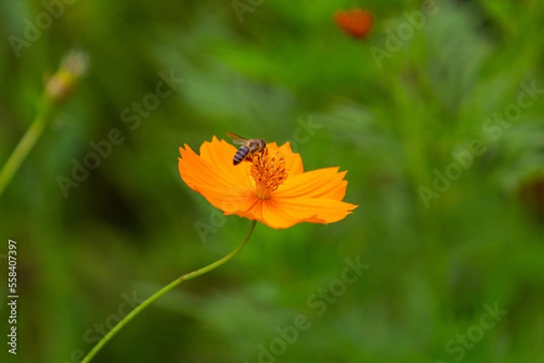 Fototapeta Abelha decolando