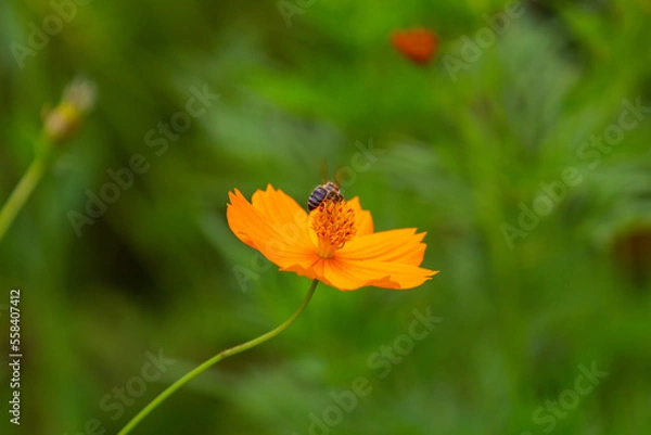 Fototapeta Abelha decolando