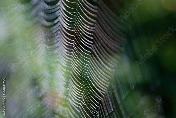 Fototapeta Section of coweb from an orb web spider in the morning light
