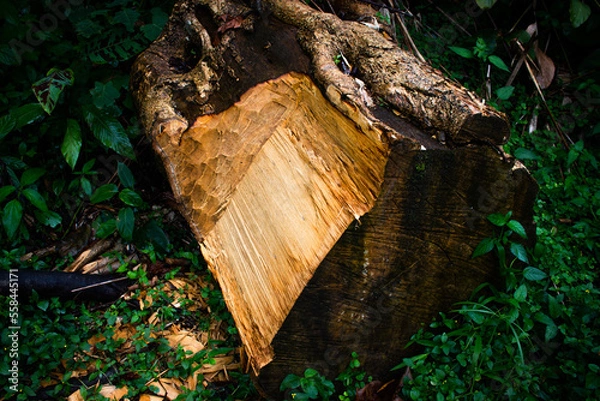 Obraz tree trunk in the forest