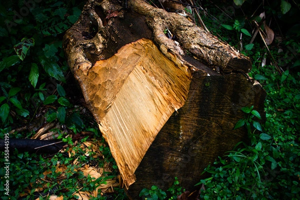 Obraz a tree that stands firmly on the edge of a hill is captured during the day
