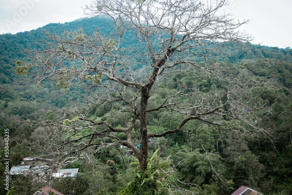 Obraz a tree that stands firmly on the edge of a hill is captured during the day
