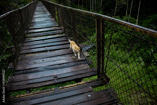 Obraz a cat walking over a weathered bridge in the late afternoon
