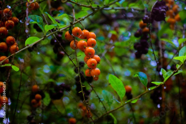 Obraz fruit that looks fresh after the rain in the afternoon
