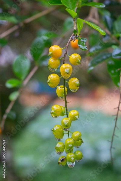 Obraz fruit that looks fresh after the rain in the afternoon
