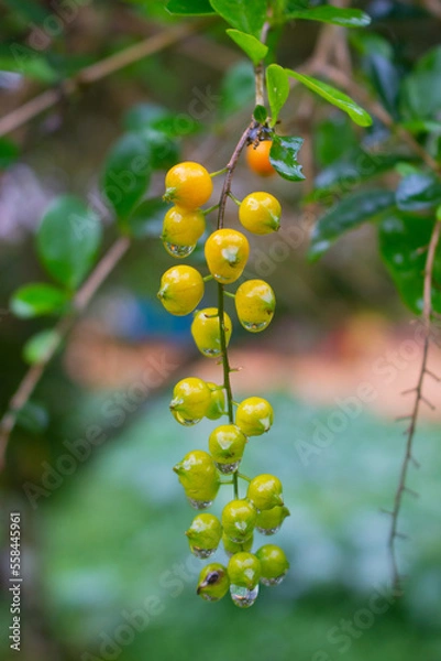 Obraz fruit that looks fresh after the rain in the afternoon
