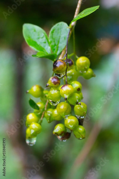 Obraz fruit that looks fresh after the rain in the afternoon
