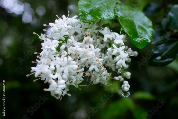 Obraz a beautiful flower seen among the bushes in the middle of the forest