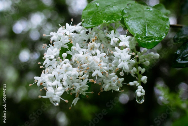 Obraz a beautiful flower seen among the bushes in the middle of the forest