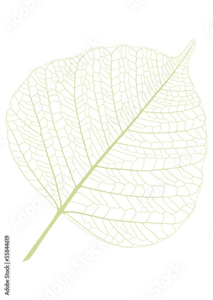 Fototapeta leaf