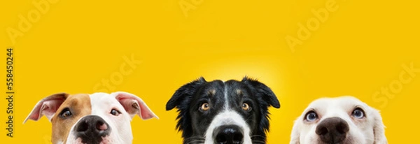 Obraz Banner close-up three dogs hiding and  looking at camera. Isolated on yellow background