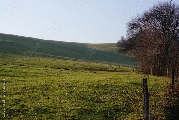 Fototapeta landscape with trees