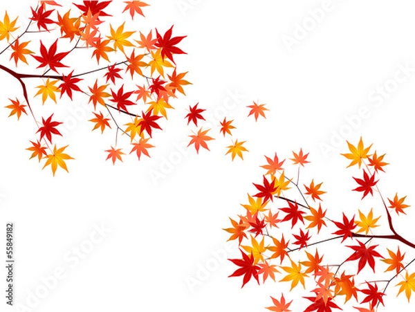 Fototapeta もみじ　紅葉　背景