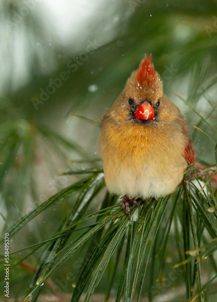 Obraz Female Cardinal