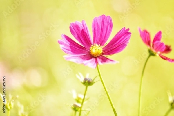 Obraz pink cosmos flowers