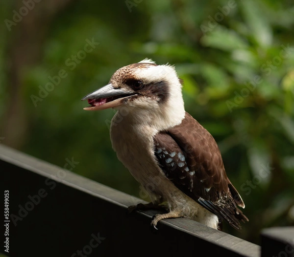 Fototapeta Kookaburra standing on a railing with a piece of red meat in its beak. Green bush bekoh background