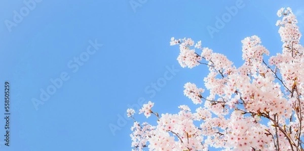 Obraz 桜の花と青空のフレーム、サクラの背景素材