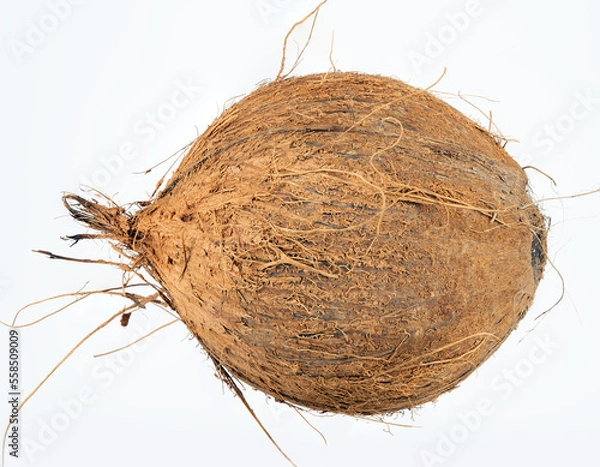 Obraz Coconut
