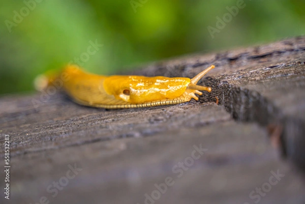 Obraz California banana slug crawling over stump.