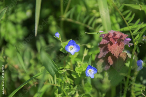 Obraz オオイヌノフグリ