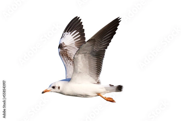 Fototapeta Beautiful seagull flying isolated on transparent background.