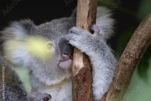 Obraz a cue koala on a tree