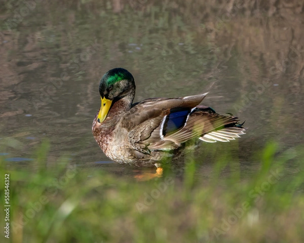 Fototapeta duck in the pond