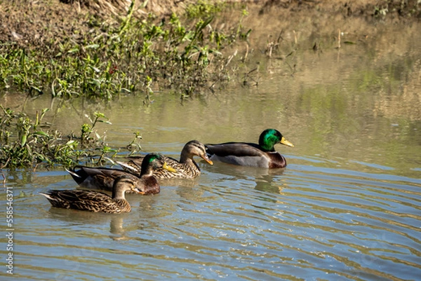 Fototapeta duck and ducklings