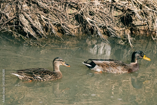 Fototapeta duck and ducklings