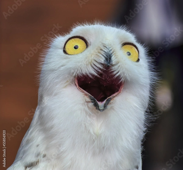 Obraz snowy owl 