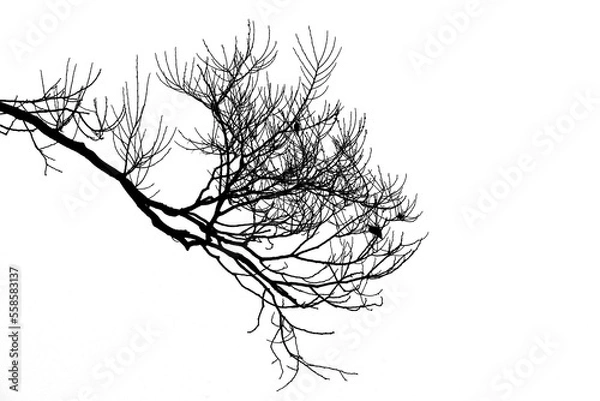 Fototapeta Silhouette of a tree branch, silhouette of a branch tree on a white background. Dead branches.