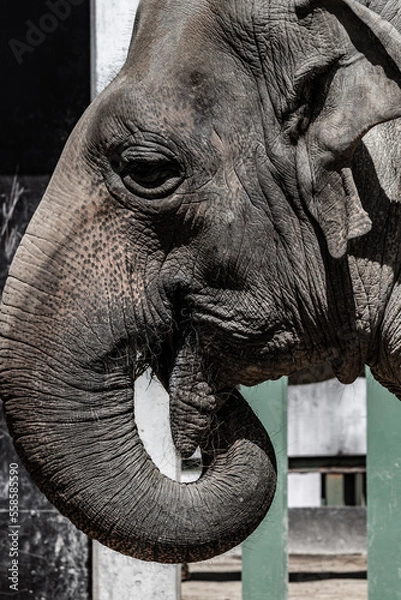 Fototapeta ぞう　象