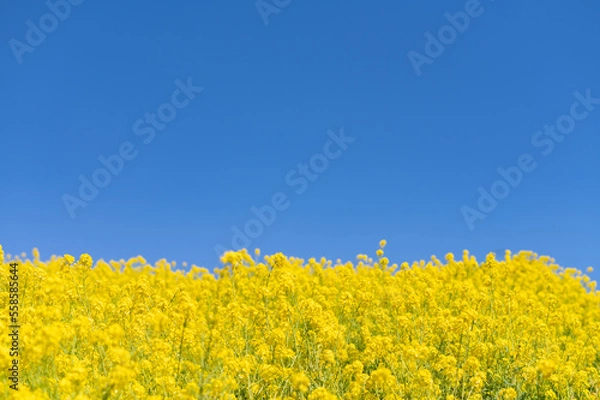 Fototapeta 菜の花