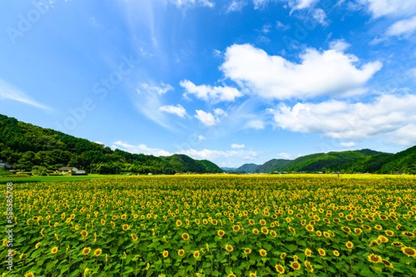 Fototapeta ひまわり