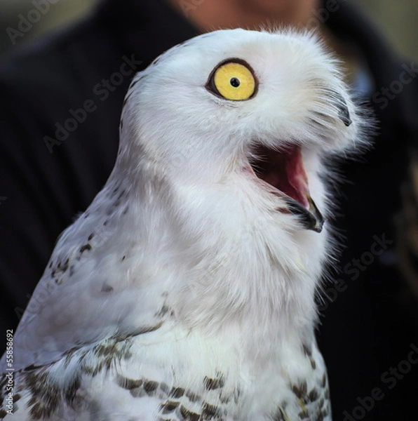 Obraz snowy owl 
