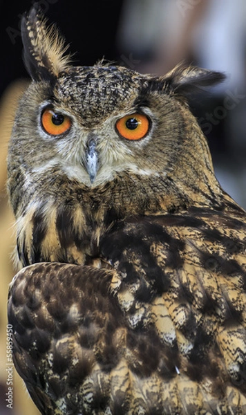 Obraz Eagle Owl/An eagle owl 