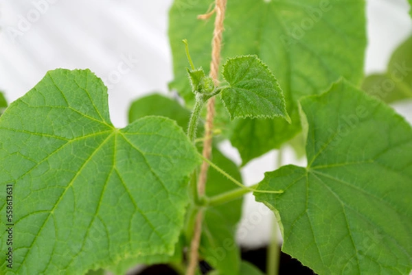 Obraz growing cucumber plant clinging to rope with tendril