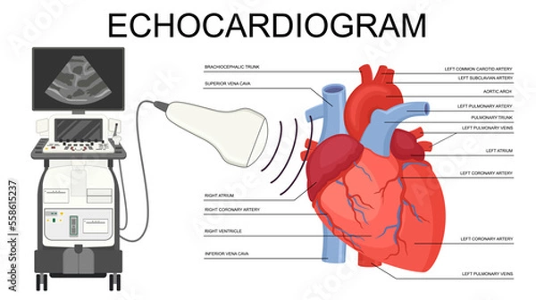 Fototapeta Echocardiogram. Heart ultrasound. Medical Vector Human Heart illustration of Echocardiogram and heart anatomy. Cardiology Echo test. Diagnose cardiac problem. Preventing diagnosing heart attack. 