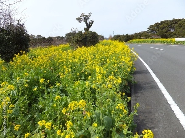 Fototapeta 道路沿いの何花畑