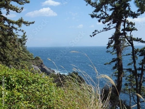 Obraz 伊豆半島　春の海岸