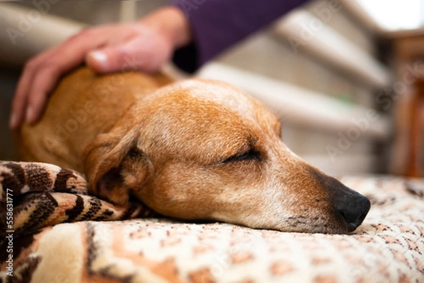 Fototapeta A man's hand strokes a sick old dachshund dog. The dog is resting at home.