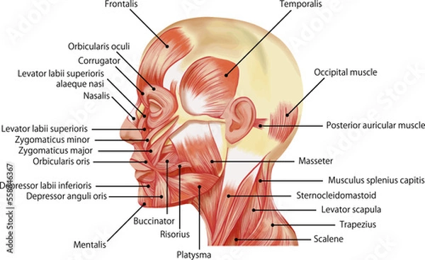 Fototapeta 英語版　各筋肉の名称が記載されたリアルな表情筋の横顔イラスト　ベクター素材